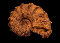 藏品(小型菊石化石)的圖片